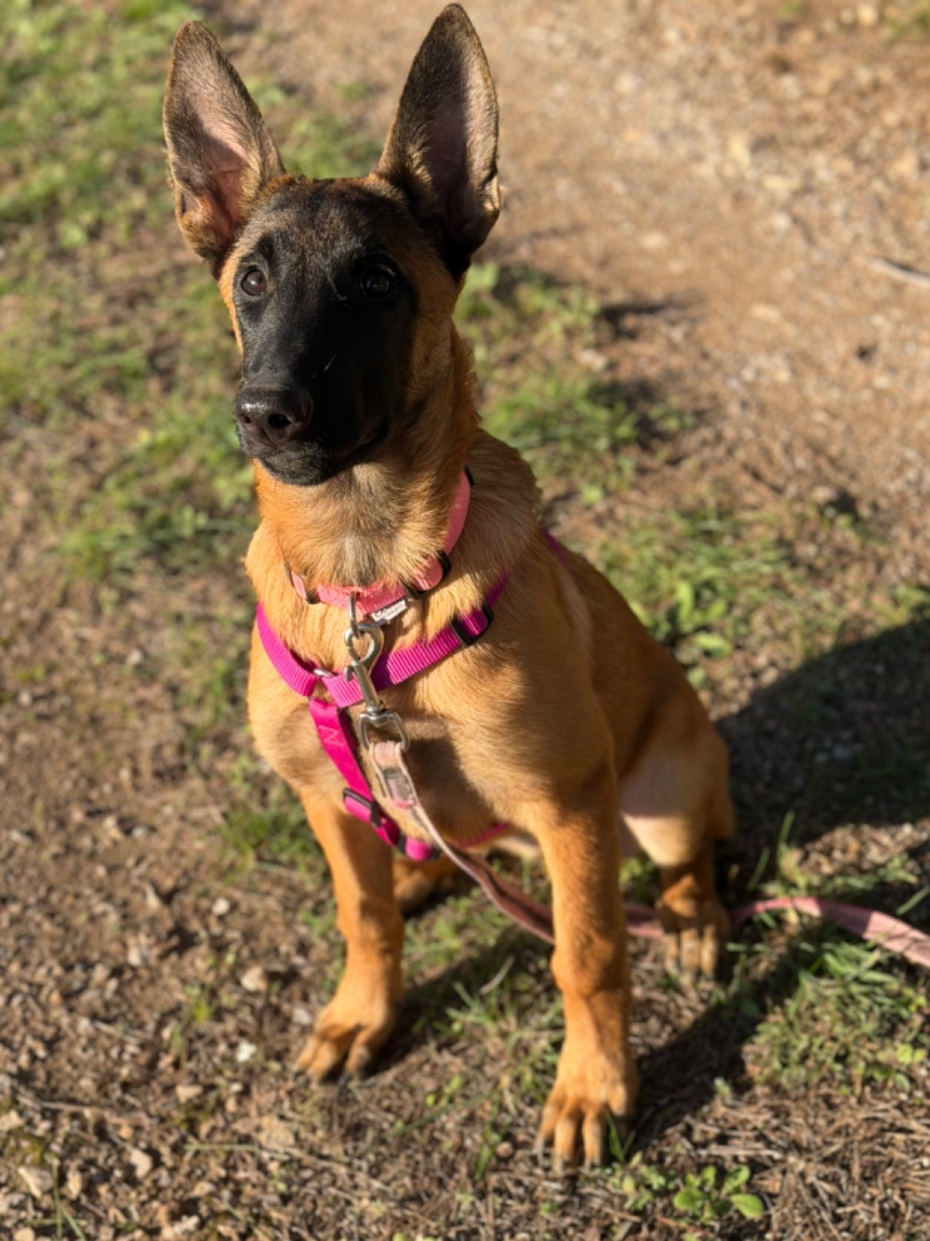 Amor du Mas des Crozes