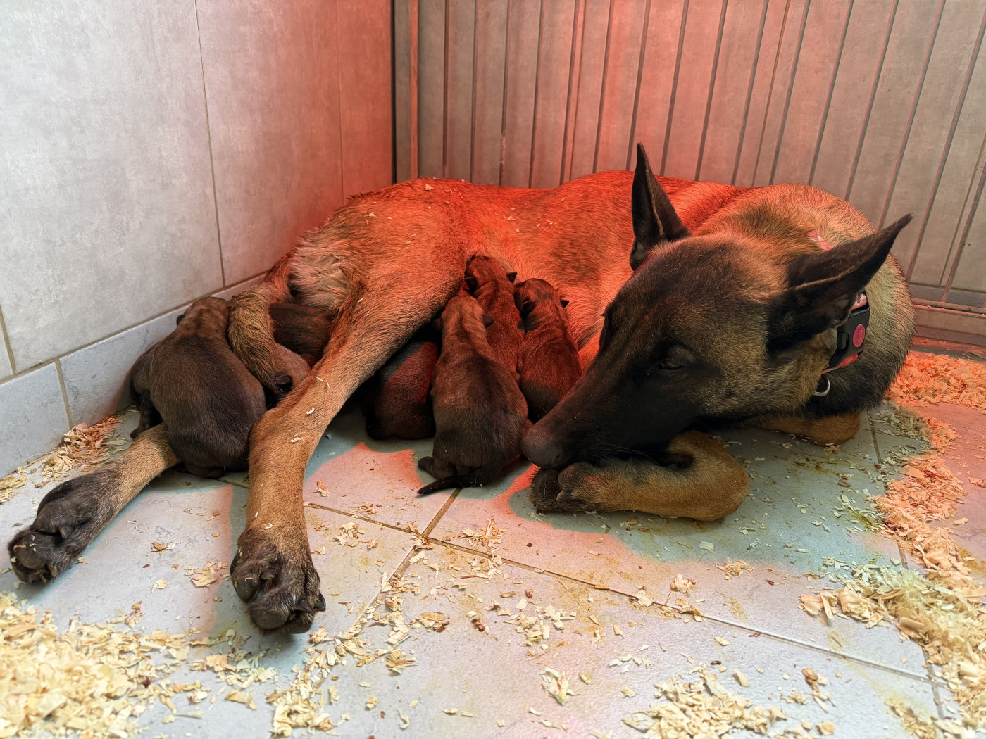 Chiot Berger Belge du Mas des Crozes