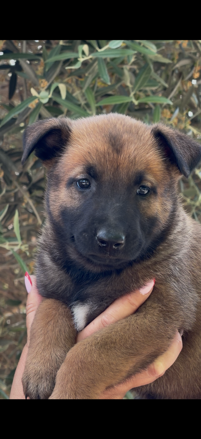 du Mas des Crozes - Chiots disponibles - Berger Belge