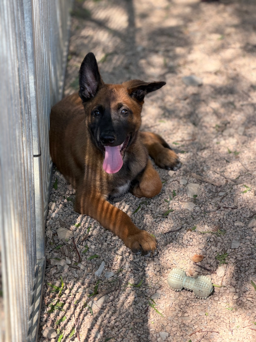 du Mas des Crozes - Chiots disponibles - Berger Belge